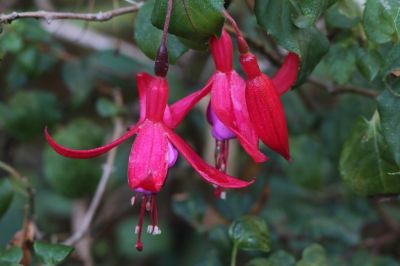 Gefrorene Fuchsienblüten