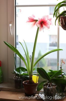 Amaryllis Purple Rain