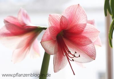 Amaryllis Purple Rain