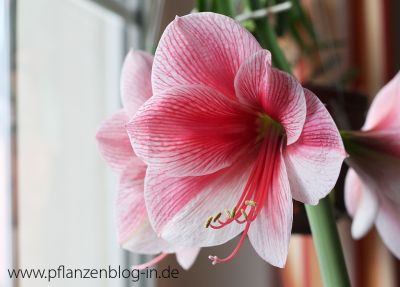 Amaryllis Purple Rain