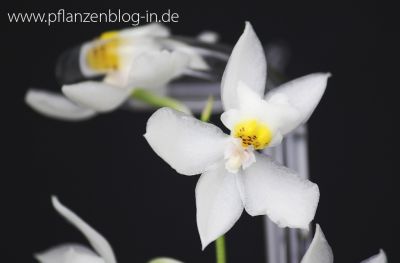 Odontoglossum pulchellum