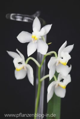 Odontoglossum pulchellum