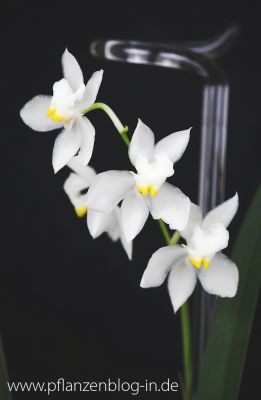 Odontoglossum pulchellum