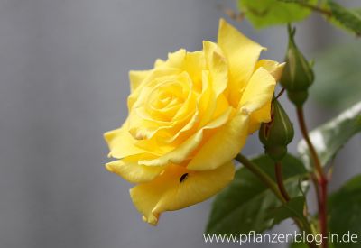 Rose 'Lichtkönigin Lucia'