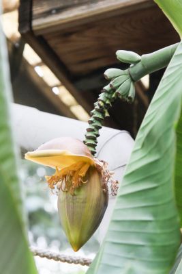 Blütenstand Banane