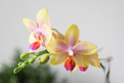 Knospenpower Phalaenopsis