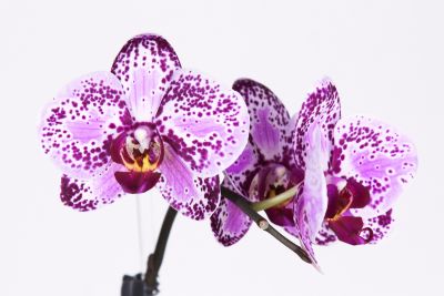 Phalaenopsis Taiwan Hybride