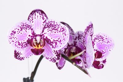 Phalaenopsis Taiwan Hybride