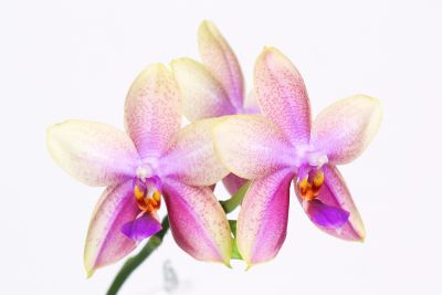 Phalaenopsis Liodoro