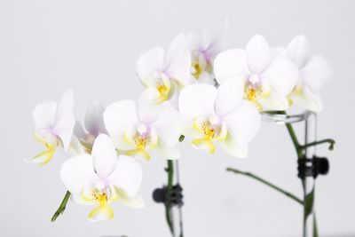 Phalaenopsis White Lady