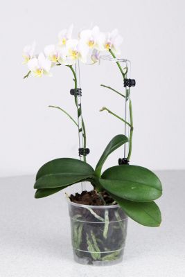 Phalaenopsis White Lady