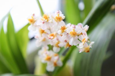 Oncidium Thiny Twinkle weiß