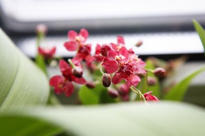 Oncidium Thiny Twinkle rot