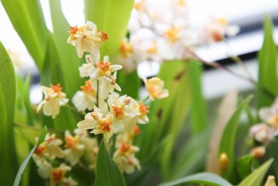 Oncidium Thiny Twinkle gelb