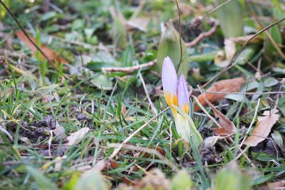 Erste Krokusse