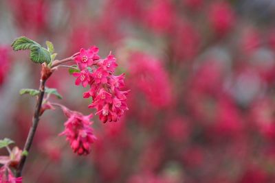 Blut-Johannisbeere (Ribes sanguineum)