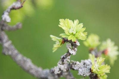 Eingriffeliger Weißdorn (Crataegus monogyna)