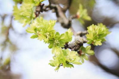 Eingriffeliger Weißdorn (Crataegus monogyna)