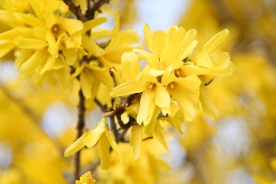 Forsythie (Forsythia)