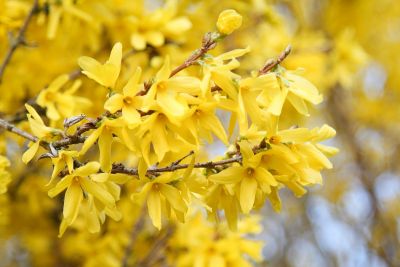 Forsythie (Forsythia)