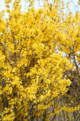 Forsythie (Forsythia)