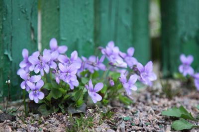 Hain-Veilchen (Viola riviniana)