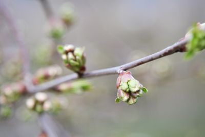 Knospen Kirschbaum