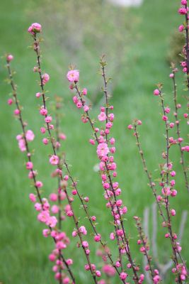 Mandelbaum (Prunus triloba)