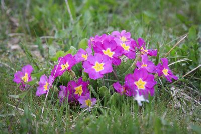 Primel (Primula vulgaris)