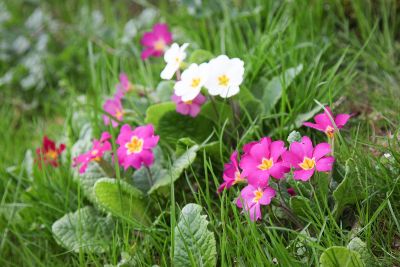 Primel (Primula vulgaris)