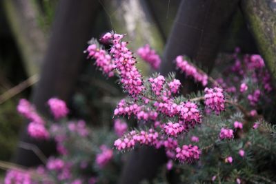 Schneeheide (Erica carnea)