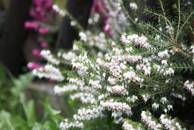 Schneeheide (Erica carnea)