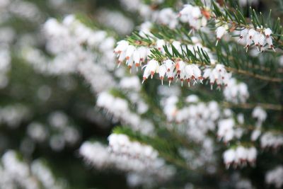 Schneeheide (Erica carnea)