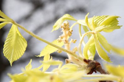 Kastanie mit Knospen