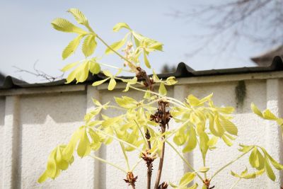 Junger Blütentrieb an Roßkastanie