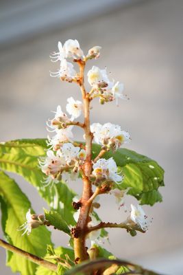 Roßkastanie mit Blüten