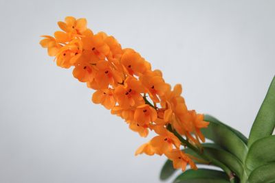 Ascocentrum miniatum Blüte