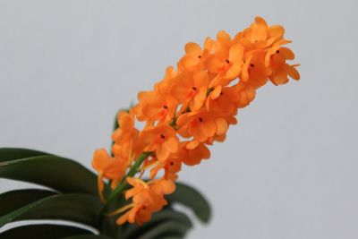 Ascocentrum miniatum