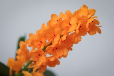 Ascocentrum miniatum Blüte