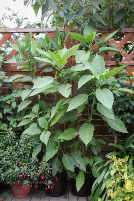 Engelstrompete (Brugmansia)