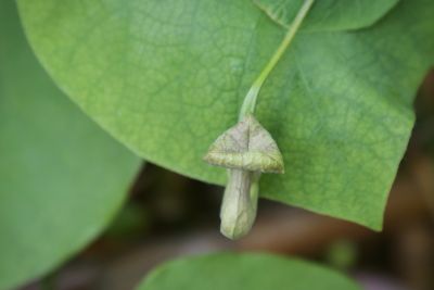 Knospen Pfeifenwinde (Aristolochia macrophylla)