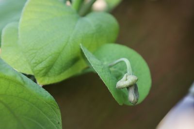 Knospen Pfeifenwinde (Aristolochia macrophylla)