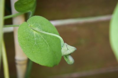 Knospen Pfeifenwinde (Aristolochia macrophylla)