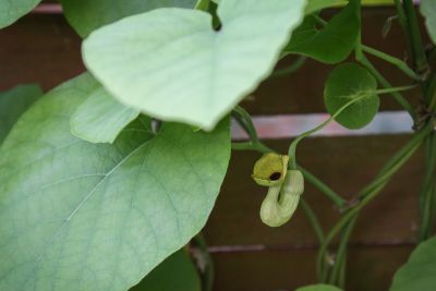 Gut versteckte Blüten