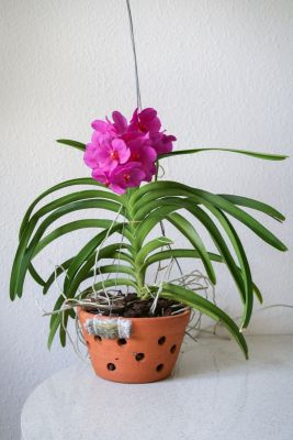 Vanda Pink Beauty im Tontopf