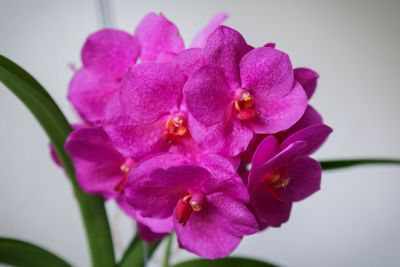 Vanda Pink Beauty