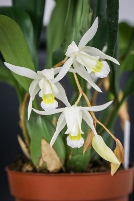 Coelogyne glandulosa