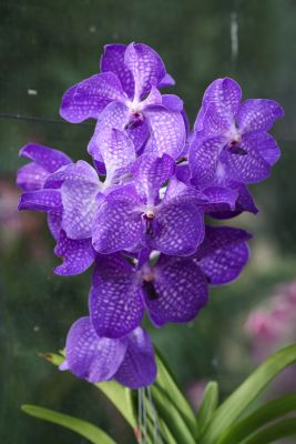 Vanda Hybride