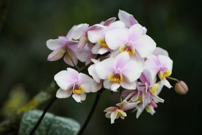 Phalaenopsis spec.