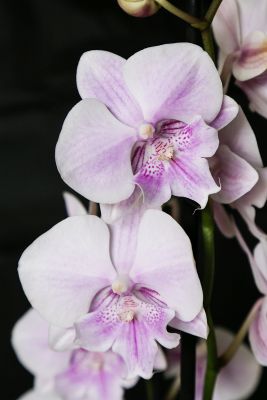 Phalaenopsis 'Big Lip'